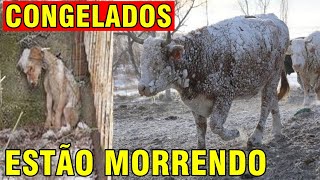 ALGO TERRÍVEL ESTÁ ACONTENCEDO MILHARES DE ANIMAIS ESTÃO MORRENDO CONGELADOS NA NORUEGA [upl. by Kyle]