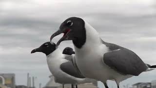 Laridae Peanut Party at Margate City Beach on the Fishing Pier July 24 2024 646 am [upl. by Pickering]