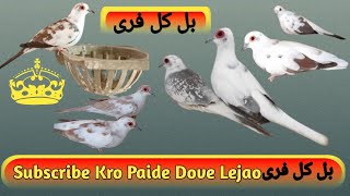 Subscribe kro paide dove lejaye Bilkol free [upl. by Alexandria844]