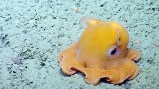 Shy Octopus Hides Inside Its Own Tentacles  Nautilus Live [upl. by Smiga]