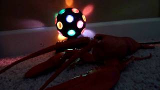 Disco Lobster [upl. by Sezen249]