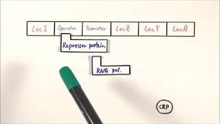 A2 Biology  Lac operon OCR A Chapter 192 [upl. by Artemus]