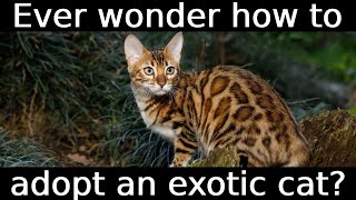 10 LOVED EXOTIC FELINES That You CAN ADOPT In The UNITED STATES [upl. by Ellocin544]