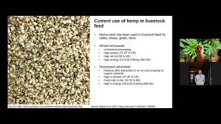 Industrial hemp as forage crop for livestock [upl. by Tj]