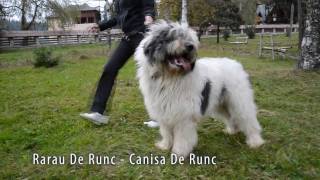 Rarau de Runc Ciobanesc Mioritic Mascul Junior Mioritic Shepherd Junior Male playing [upl. by Imeon]