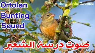 صوت درسة الشعير جوقيه  Ortolan Bunting Sound [upl. by Sidnala]