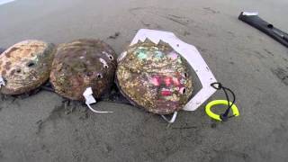 10 Inch Abalone Diving [upl. by Greggory]