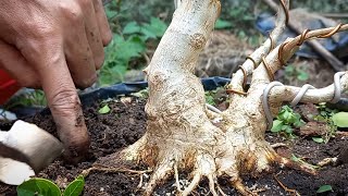 BONSAI SANCANG BOGEM Bogel Gemoy [upl. by Grossman]