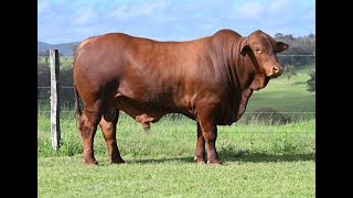 Vale View Felix 2  Lot 268 February All Breeds Bull amp Female Sale [upl. by Lleynad117]