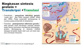 Ribosom dan Sintesis Protein Part 1 [upl. by God]