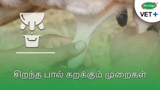 சிறந்த பால் கறக்கும் முறைகள் Best Milking Methods  Heritage Vet Tamil  தமிழ் [upl. by Johansen]