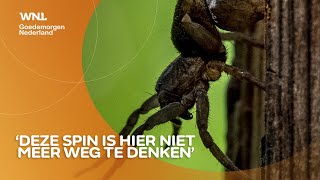 Meer insecten en spinnen in Nederland waaronder giftige wolfspin [upl. by Adnik]