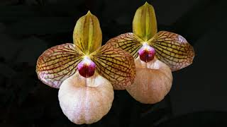 Paphiopedilum и Phragmipedium [upl. by Ireg]