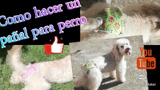 PAÑAL PARA CELO DE CACHORRITAS [upl. by Nisaj755]