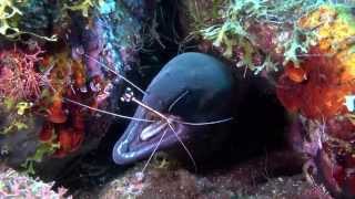 Diving Bali Coral Garden to the Liberty Wreck Tulamben [upl. by Hillyer]