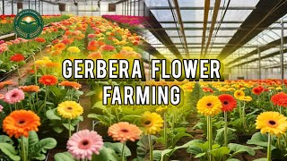 ✅ Amazing gerbera farming  Gerbera cultivation in polyhouseGerbera Flowers Polyhouse India Flower [upl. by Meekyh639]