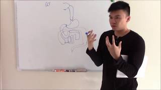 USMLE GIT 1 Embryology Anatomy and Gastrointestinal Ligaments [upl. by Atinniuq]