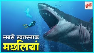 दुनिया की सबसे जानलेवा मछलियां  Most dangerous fishes in the world in hindi  Jhannaat Facts [upl. by Shevlo488]