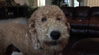 Barking dog goldendoodle [upl. by Ille]