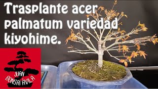 Trasplante problemático pre bonsai de acer palmatum variedad kiyohime Maple bonsai [upl. by Mutua]