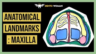 Anatomical landmarks  Maxilla [upl. by Augusta876]