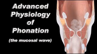 Advanced Physiology of Human Voice Production  The Vocal Fold Mucosal Wave [upl. by Craggie]