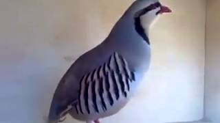 Excellent Sound of the Chukar Partridge Alectoris chukar [upl. by Dart658]