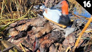 Hundreds Of CANVASBACKS Worked Our Spread  Duck Hunting North Dakota [upl. by Syramad665]