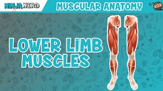 Muscles of the Lower Limb  Anatomy Model [upl. by Eimar]