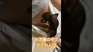 お洋服大好き！ チワワ チョコレートタンホワイト 子犬 bgm かくれんぼ犬のいる生活 生後4ヶ月半 甘えん坊子犬のいる生活shorts [upl. by Claudio712]