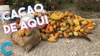 Cacao en Puerto Rico una industria que llegó para quedarse [upl. by Anitsugua]