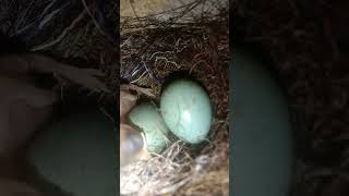 Black sparrow bird nest in wall ❤️ nest chicks sparrow viralshort [upl. by Nava218]