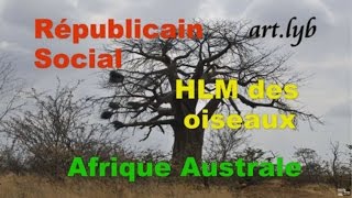 Oiseaux quotRépublicain socialquot AFRIQUE AUSTRALE artlyb25 [upl. by Tingley]