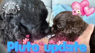 Baby Pluto update 75 puppy rescuedoglove saveadogchangetheworld [upl. by Notnats]