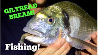 Fishing For GILTHEAD BREAM Tips and Tactics [upl. by Ahcsap549]