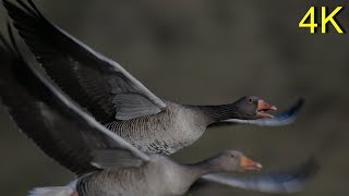 Greylag Goose  CLOSE UPS In Flight on Water Land [upl. by Materi]