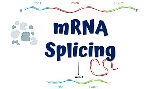 mRNA Splicing animation  Steps of mRNA Splicing [upl. by Okiek]