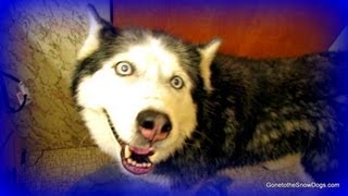 Cry Baby Husky Siberian Husky Oakley takes a Bath [upl. by Nylzaj]