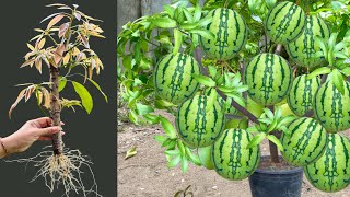 How To Growing Mango Tree In Watermelon With Aloe Vera and Coca Cola how to grow mango tree [upl. by Ardnasil392]