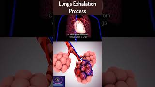 Lungs Exhalation Process [upl. by Ibok]