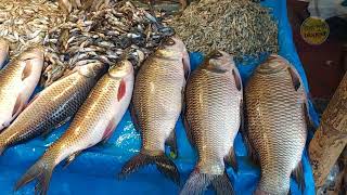 Big Fresh Fish in Meradia Bazar  Ura Dhura Blogger [upl. by Iden]