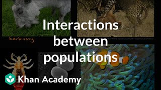 Interactions between populations  Ecology and natural systems  High school biology  Khan Academy [upl. by Nuahsel950]