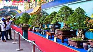 Bonsai Exhibition Vietnam 15th ASPAC  Asia Pacific Bonsai And Suiseki Bonsai Exhibition Part 1 [upl. by Idnahc908]