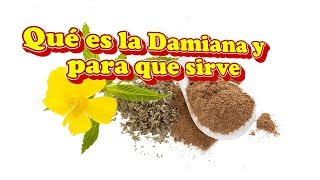 Qué es la Damiana para que sirve y sus beneficios [upl. by Lovmilla]