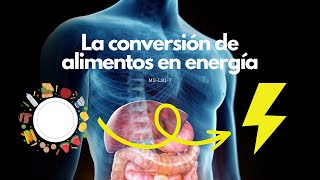 La conversión de alimentos en energía [upl. by Mosnar]