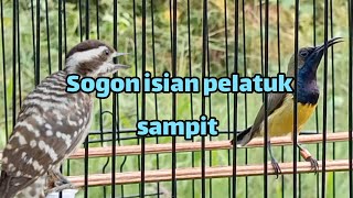 SOGON ISIAN PELATUK SAMPIT  sogon sogongacor sogonisianpelatuksampit [upl. by Garretson594]