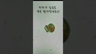 서울대 생태바이오적조 연구실 적조생물 배틀시리즈 3 타카 대 링글의 대결 Takayama helix vs Lingulodinium polyedra [upl. by Kincaid]