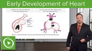 Development of the Vertebrae Sclerotome Ribs amp Sternum – Embryology  Lecturio [upl. by Tfat895]