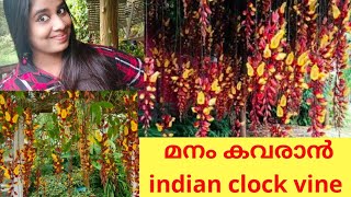 Indian clock vine മൈസൂർ ക്ലോക്ക് വൈൻ [upl. by Eenerb602]