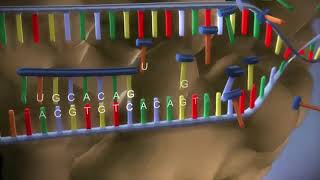 Síntesis de proteinas transcripción y traducción [upl. by Ellehcin875]